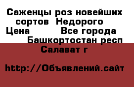 Саженцы роз новейших сортов. Недорого. › Цена ­ 350 - Все города  »    . Башкортостан респ.,Салават г.